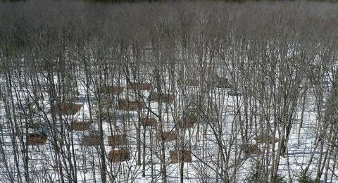 Experimental plots in the Harvard Forest
