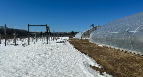 High tunnels at Woodman