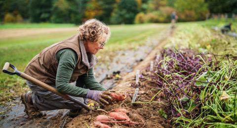 Becky Sideman harvests sweetpotatoes 