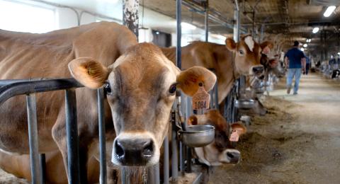 Jersey cows at UNH
