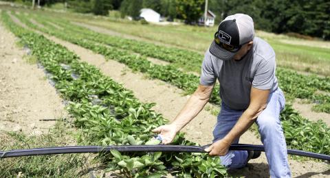 A farmer kneels near a raised bed of strawberry plants to hold a drip irrigation line.