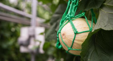 A melon in a green net growing in a UNH greenhouse