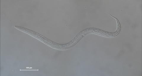 C elegans