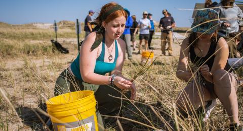 Two UNH students planting harvested dune grass on the beach in Hampton, New Hampshire