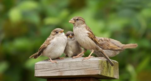 House sparrows