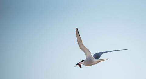 A tern flies with a fish in its mouth