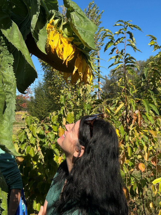 woman looking at sunflower