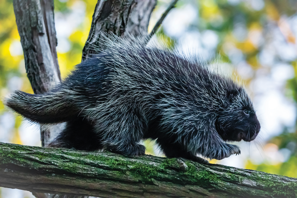 Image of a porcupine climbing on a tree branch in the woods of New Hampshire