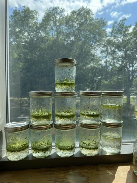 Emma lab jars