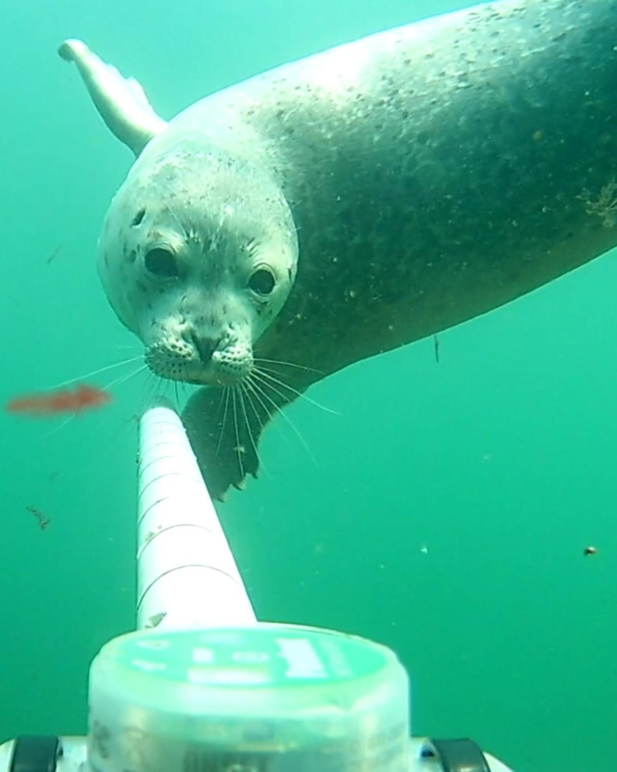 A seal swims by an underwater camera