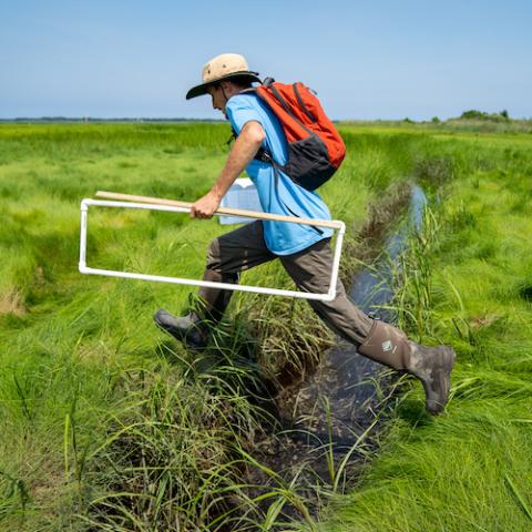 Researcher in salt marsh carrying a transept