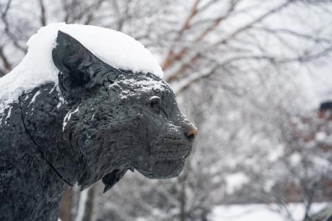 Wildcat statue in statue