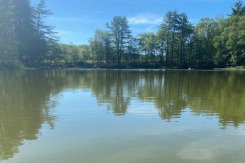 A photo of a harmful algal bloom on a lake in southern new hampshire