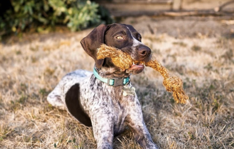 A dog with a coco chew dog toy in its mouth
