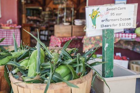 Corn for sale at a New Hampshire farmer's market