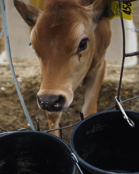 A Jersey calf at the Organic Dairy Research Farm.