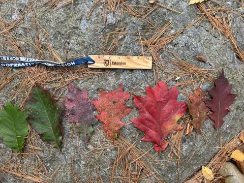 Variety of red oak leaves laying on a rock