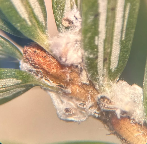 Hemlock Woolly Adelgid on a small branch of a eastern hemlock tree