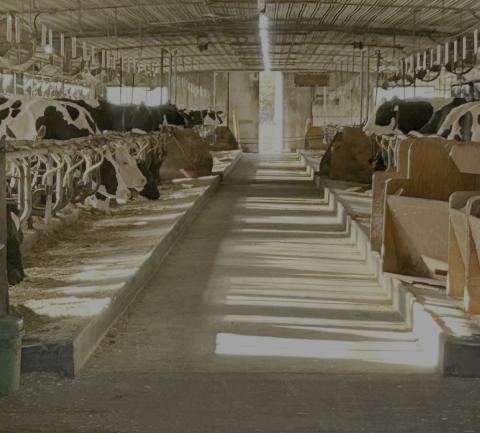 Cows in a pen at the UNH Fairchild Dairy Teaching and Research Center