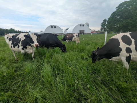group of cows