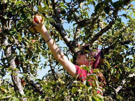 Man picking an apple in a tree