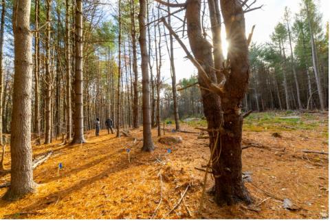 outdoor forest in the fall
