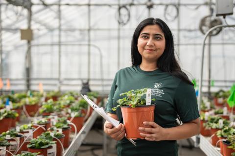 Female Ph.D. student holds a plant in a greenhouse. She has long dark hair and is wearing a green t shirt.