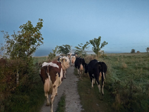 cows walking on a trail