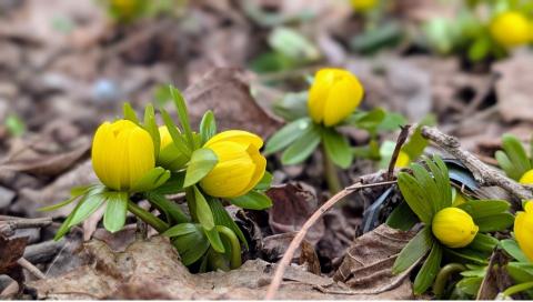 yellow winter aconite