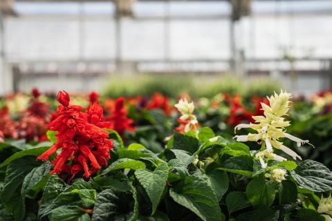 Greenhouse flowers