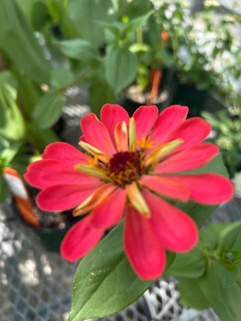 Close up shot of a red flower
