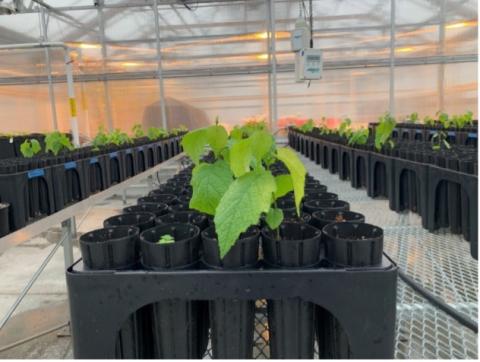 American hazelnut (Corylus americana) cultivated in the Macfarlane Research Greenhouses for ADAPT forest farming research.