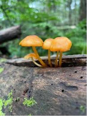 Mycena leaiana is a colorful, non-edible woodland fungus. Its bright orange gill edges and clustered growth on decaying hardwood (especially beech, oak, and other deciduous trees) make it stand out in New England forests.