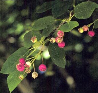 Serviceberry, Amelanchier canadensis. Serviceberries are a classic Northeast agroforestry crop: extremely hardy, productive, and ideal for hedgerows and silvopasture buffers. Photo credit: UConn Plant Database. 