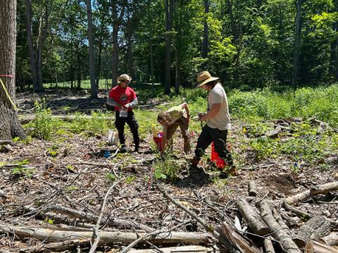 Forest farming at Kingman Research Farm