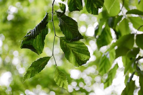 Beech leaf disease