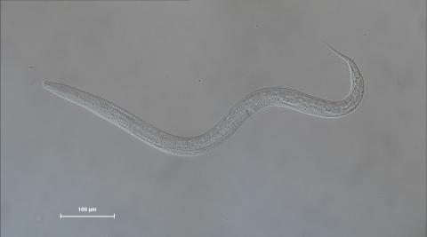 C elegans