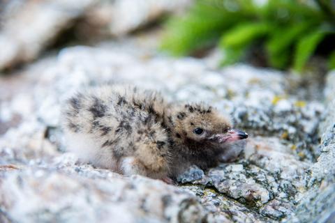 A tern chick