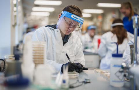 UNH Manchester student categorizing samples collected in a lab