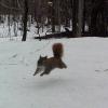 A red squirrel leaping in mid-air through a snowy forest, with its body fully extended and its tail visible behind it.