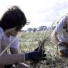 Two men crouch and harvest beachgrass