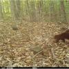 A family of fishers play in a forest setting.