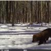 A young fisher walks across a snowy opening in the forest. 