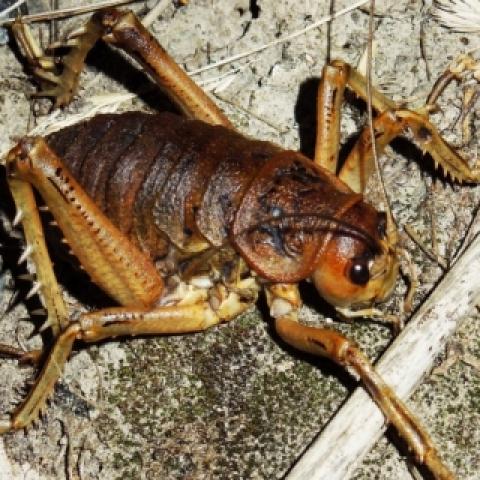 New Zealand Giant Weta