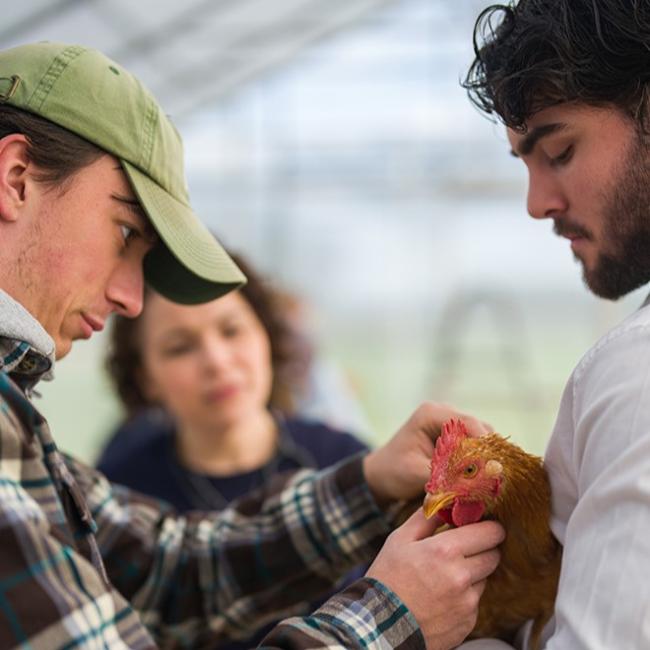 Two students holding a chicken