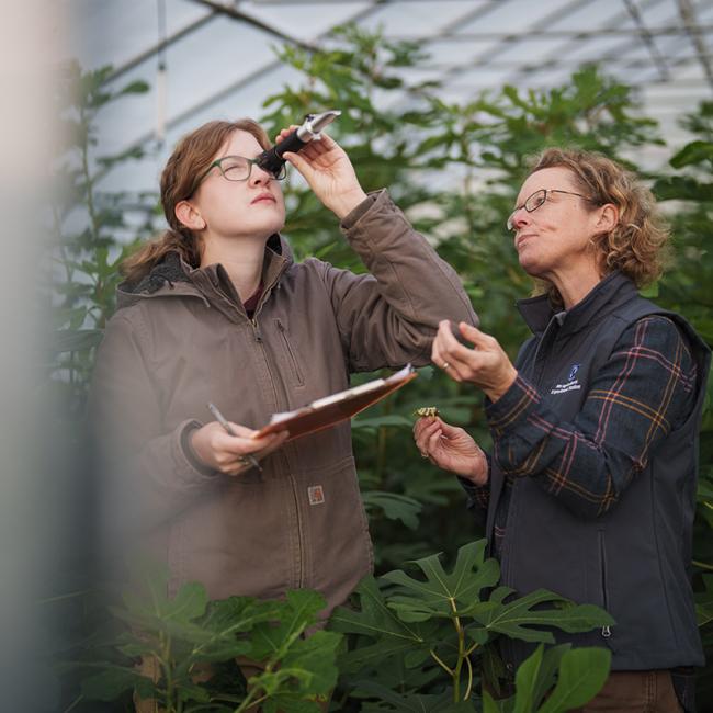 undergraduate research