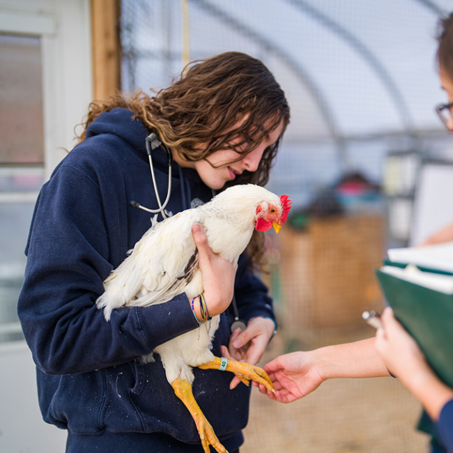 female student holding a chicken