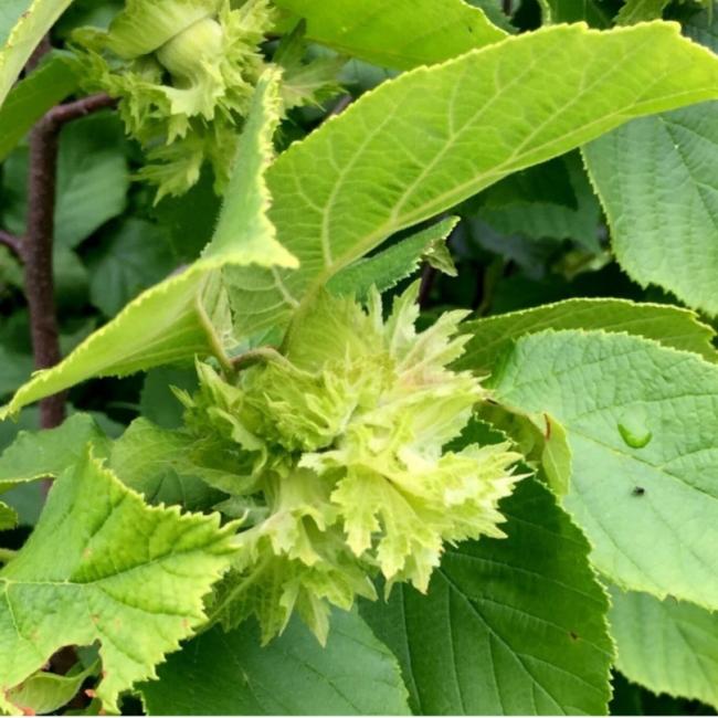 american hazelnut