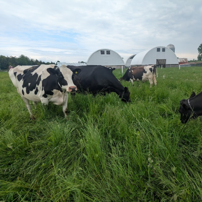 group of cows