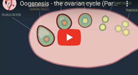Female Reproductive System - Oogenesis Youtube video screenshot